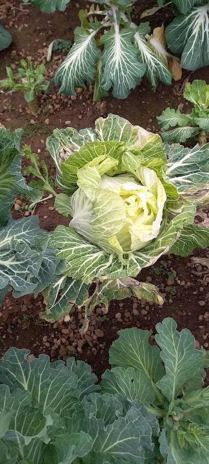 Snc 4 M, Bureau de Tabac à Décines-Charpieu