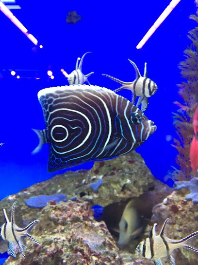 Tabac-Presse, Bureau de Tabac à Ostwald