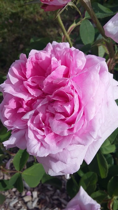 Pause Cafe - Distributeur Blu, Bureau de Tabac à Guérigny