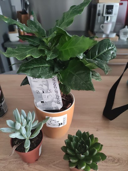 SNC GIRBAL, Bureau de Tabac à Rivesaltes