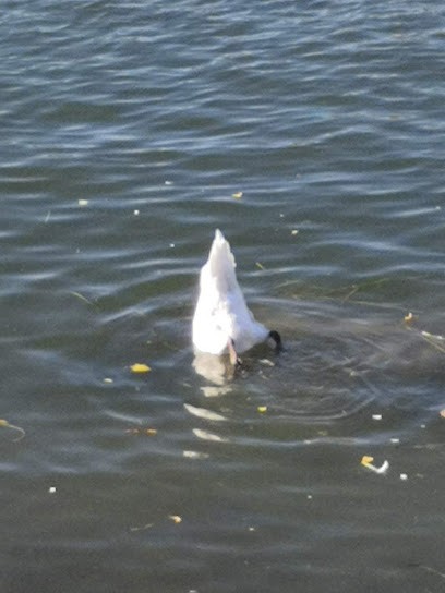 Le Balto., Bureau de Tabac à Triel-sur-Seine