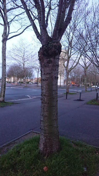 Le Balto, Bureau de Tabac au Havre