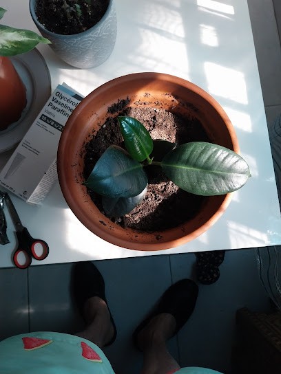 Sabnight Tabacco, Bureau de Tabac à Sainte-Foy-lès-Lyon