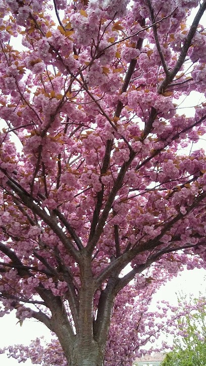 The Civet Cordeliers, Bureau de Tabac à Pontoise