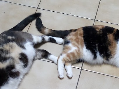 Jolicaprice, Bureau de Tabac à Pierre-de-Bresse