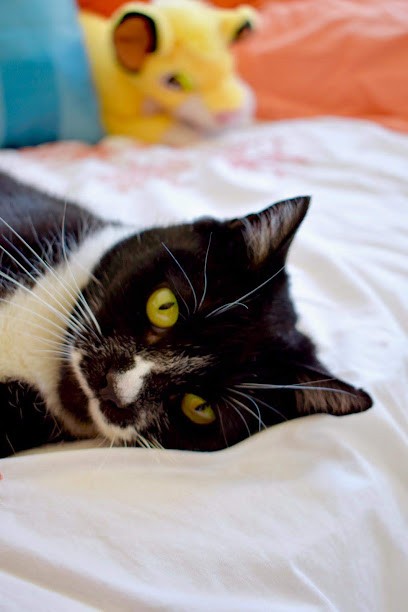 Dragan Tabac Presse, Bureau de Tabac à Thonon-les-Bains