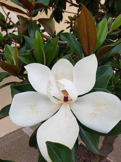 Bar Le Bahotenc, Bureau de Tabac à Baho