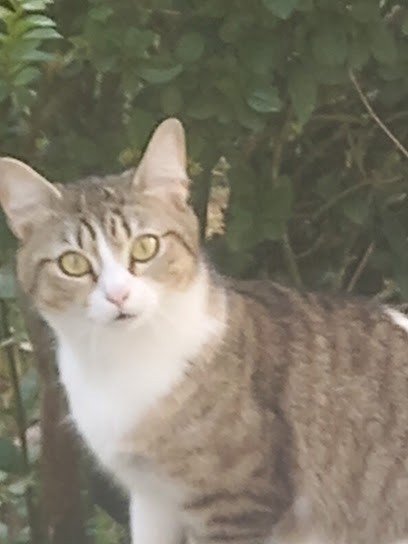 Tabac - Presse - Loto : Piette Nathalie, Bureau de Tabac à La Capelle