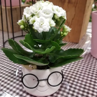 Aramis Olivier ROUSSEL, Bureau de Tabac à Crécy-en-Ponthieu