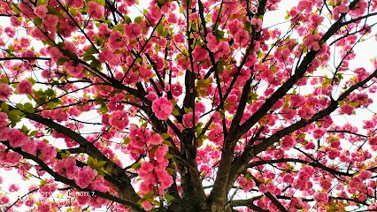 La Boîte à Cigares, Bureau de Tabac à Poissy